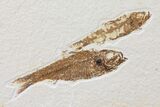 Four Knightia Fossil Fish - Wyoming #95629-1